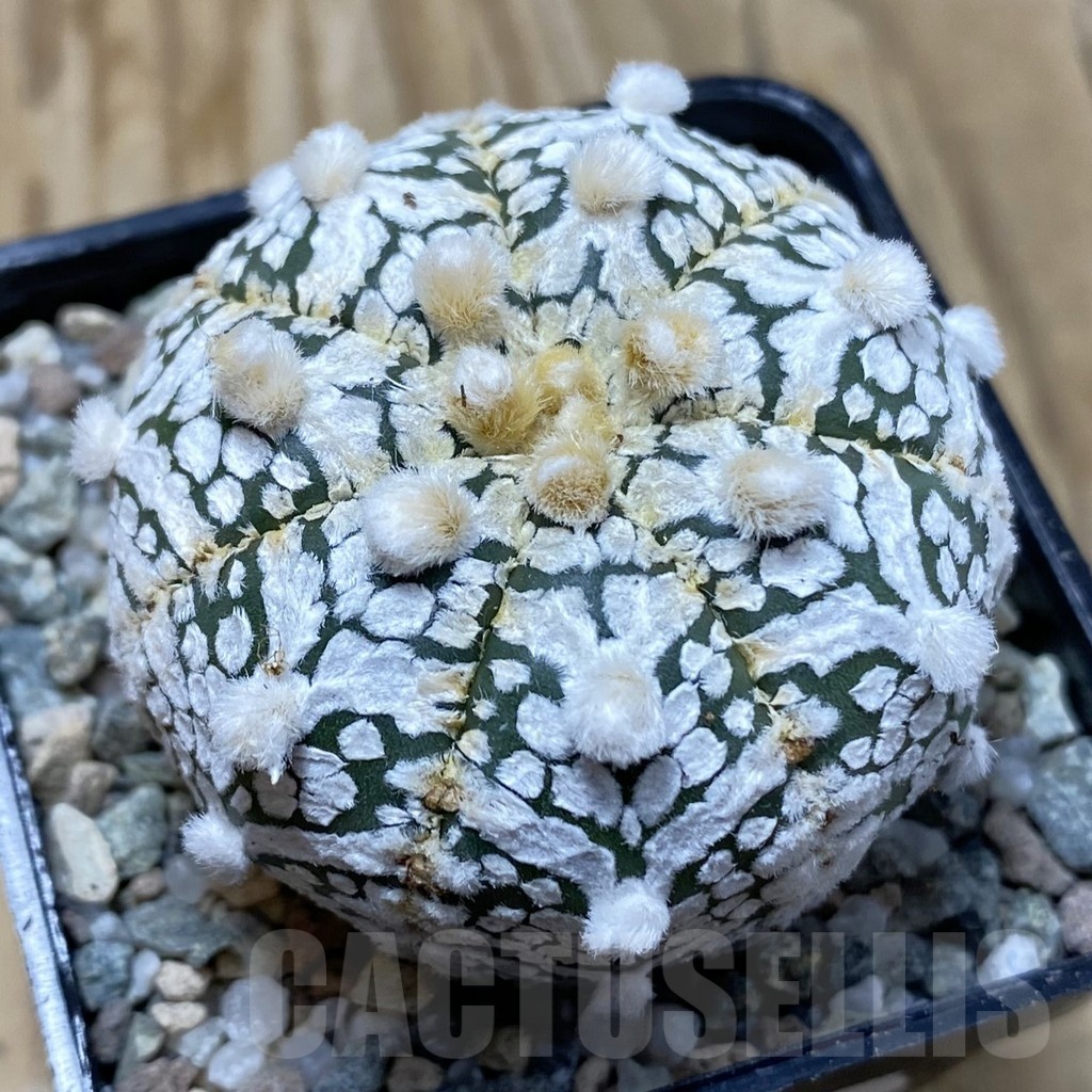SH19943 Astrophytum asterias ‘Super Kabuto’ V-type