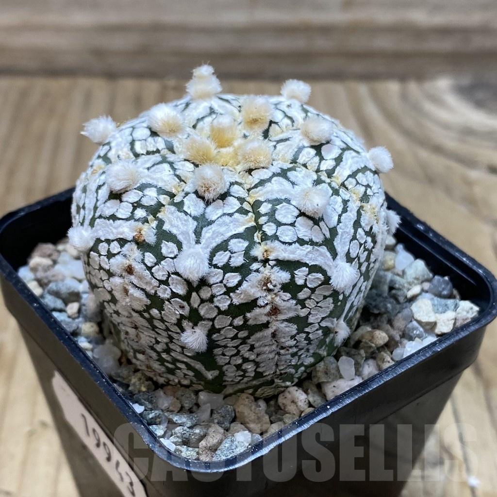 SH19943 Astrophytum asterias ‘Super Kabuto’ V-type - Image 2