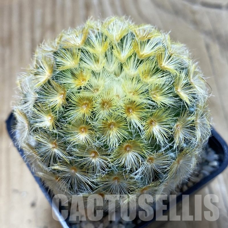 SH19945 Mammillaria carmenae hybrid
