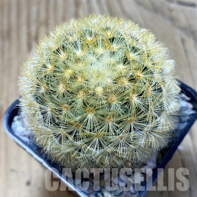 SH19946 Mammillaria carmenae hybrid