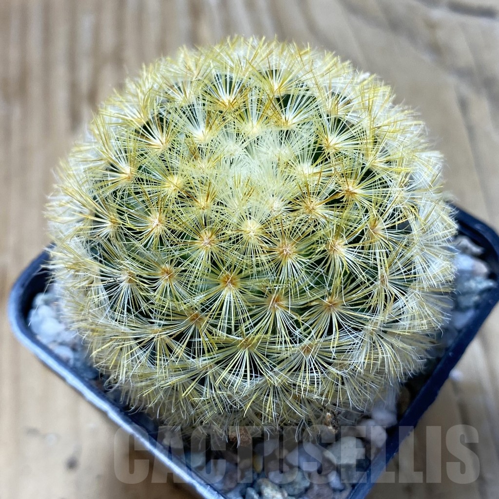 SH19946 Mammillaria carmenae hybrid