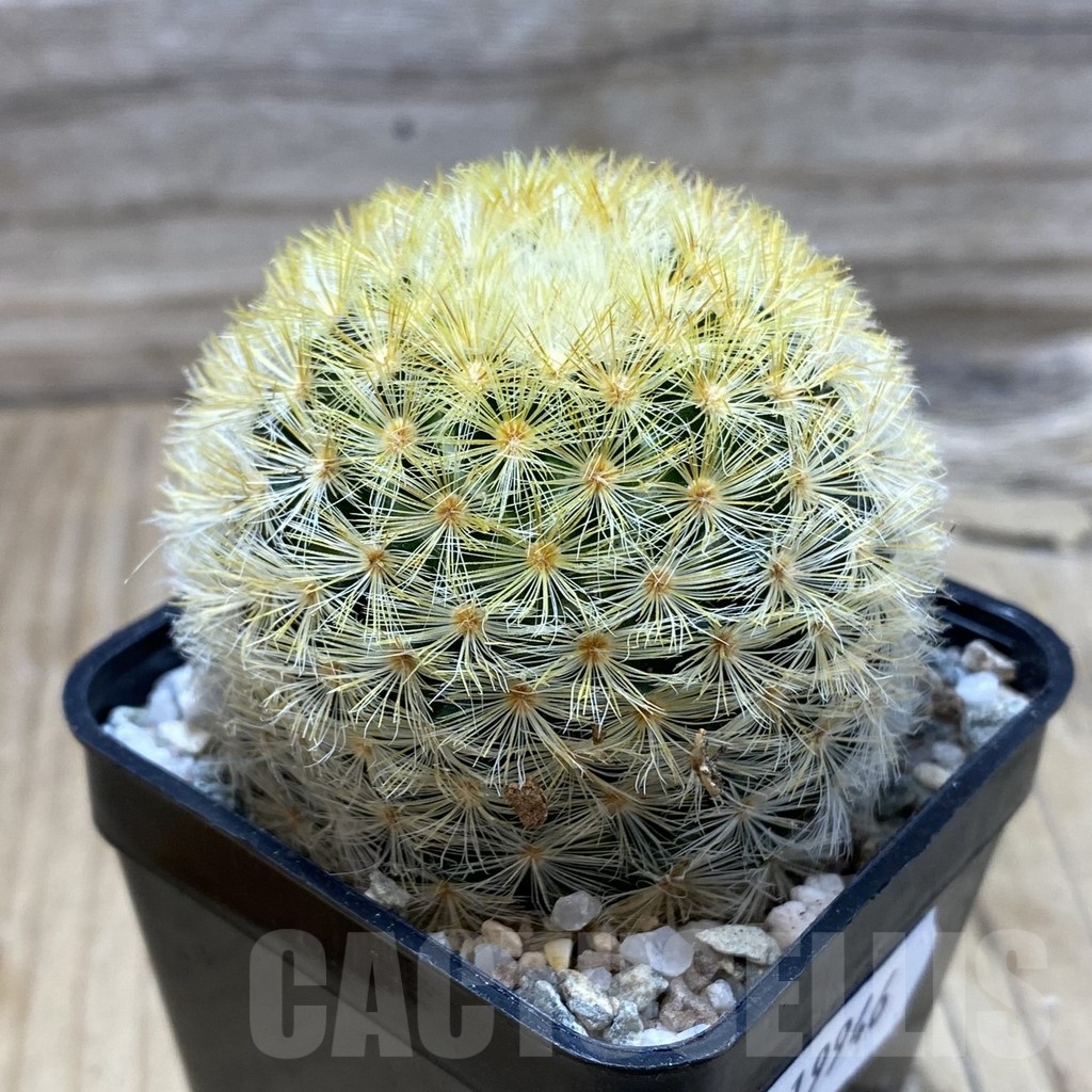 SH19946 Mammillaria carmenae hybrid - Image 2