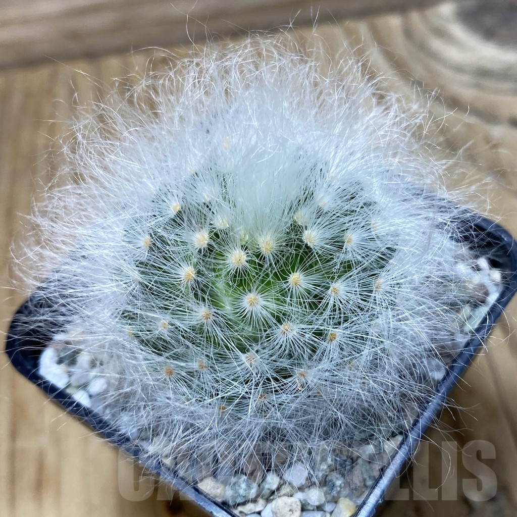 SH19947 Mammillaria guelzowiana LAU 640