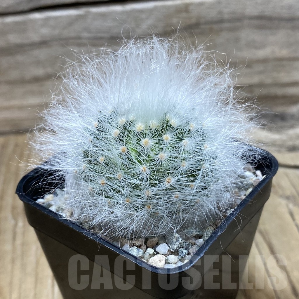 SH19947 Mammillaria guelzowiana LAU 640 - Obrázek 2