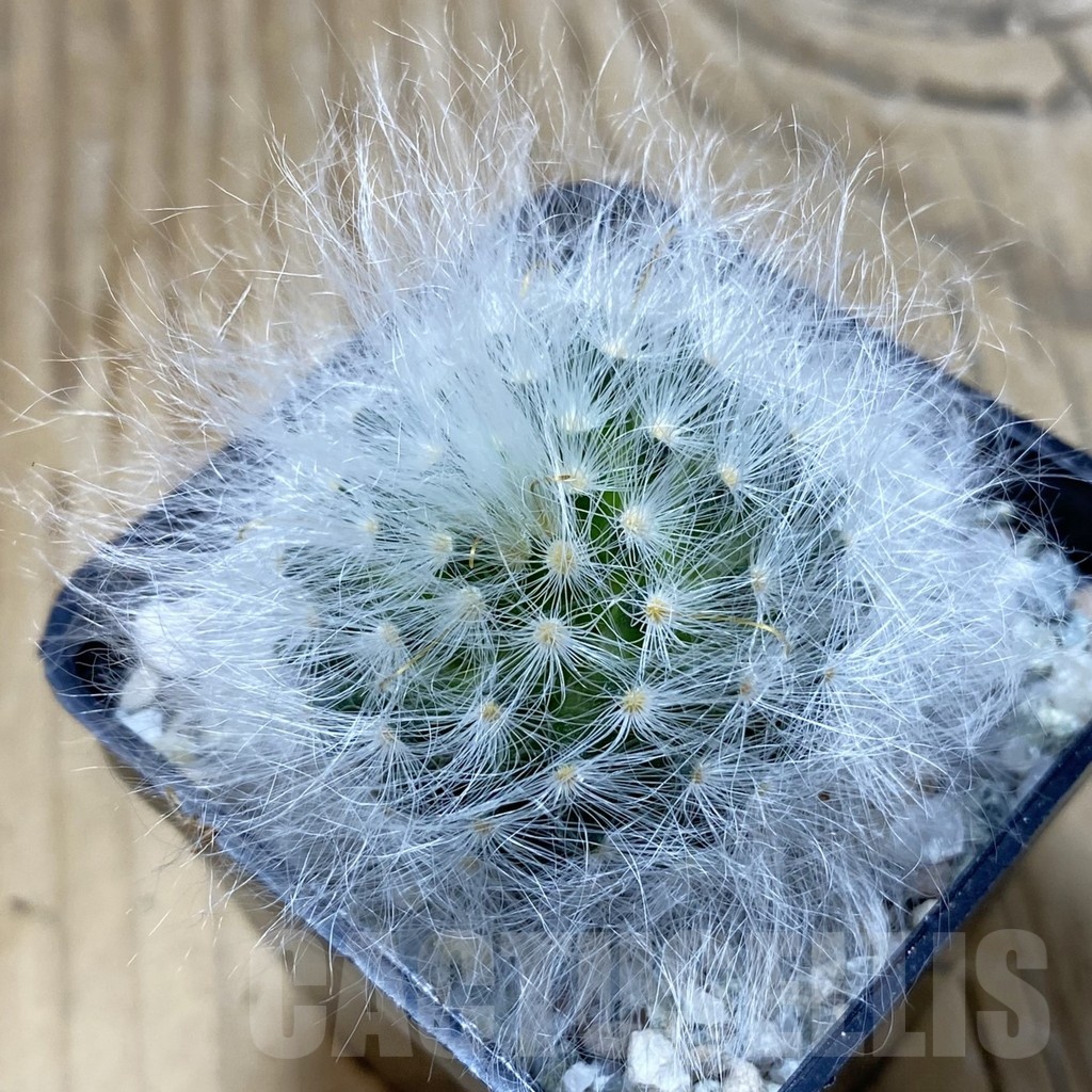 SH19948 Mammillaria guelzowiana LAU 640