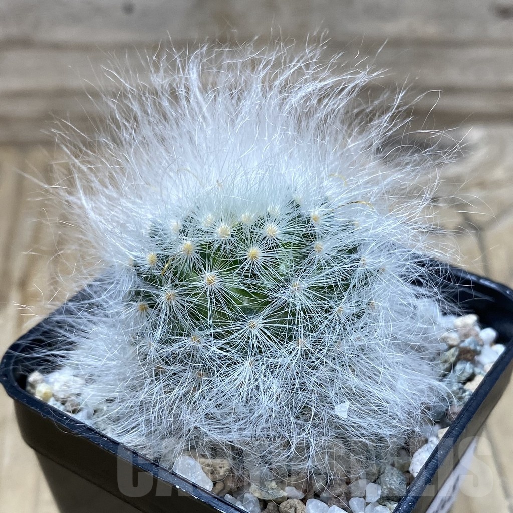 SH19948 Mammillaria guelzowiana LAU 640 - 画像 (2)