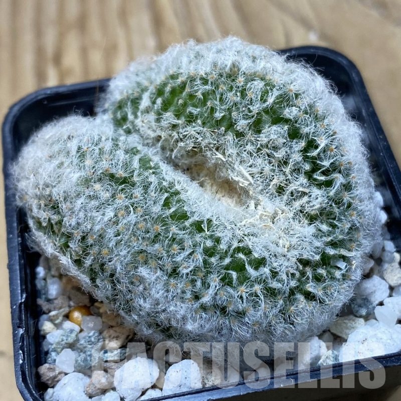 SH19949 Mammillaria bocasana f. cristata