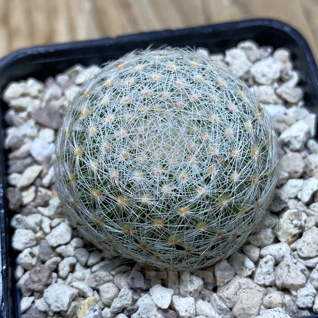 SH19952 Mammillaria lenta
