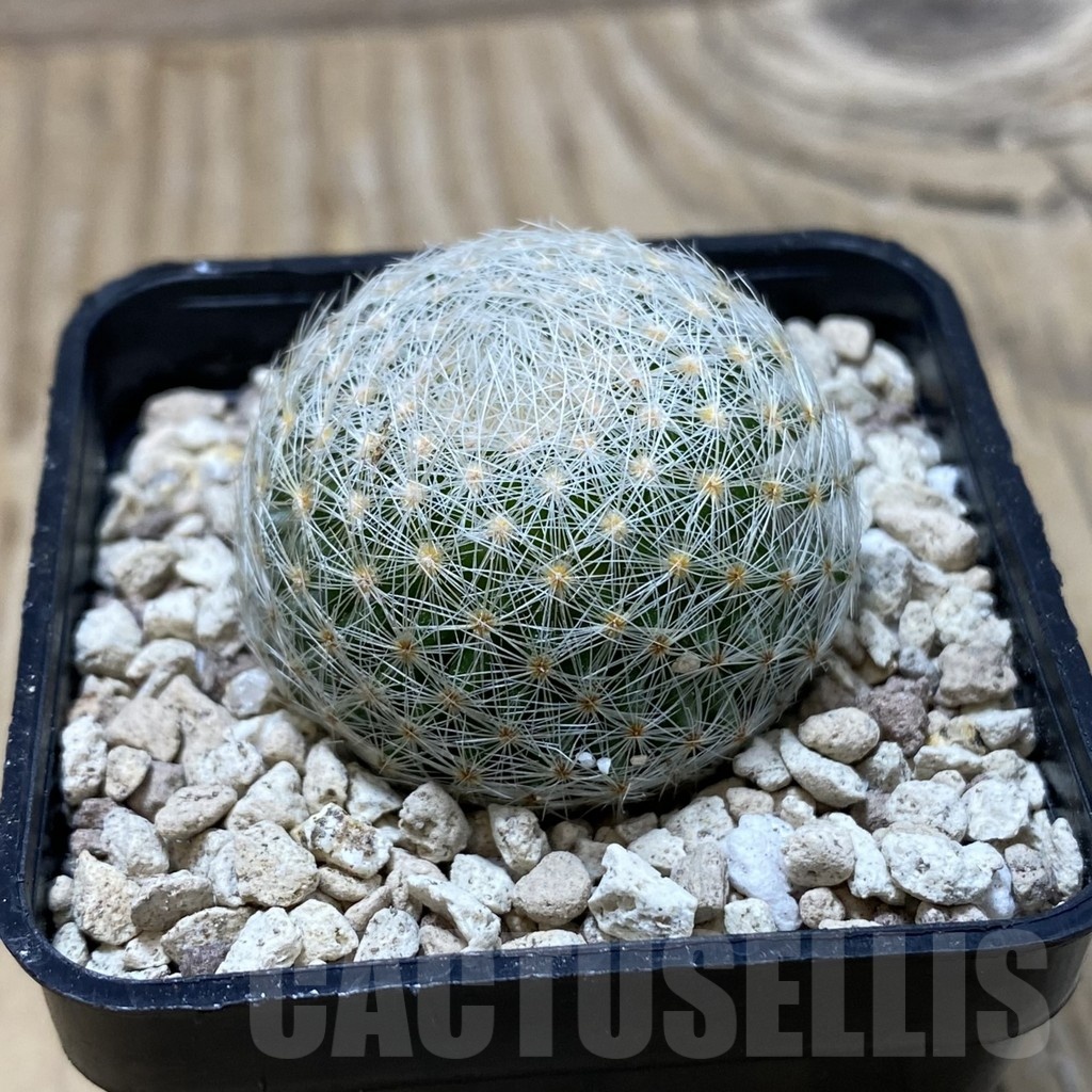 SH19952 Mammillaria lenta - Image 2