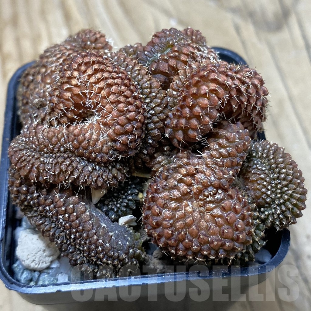 SH19953 Gymnocalycium sp. f. cristata