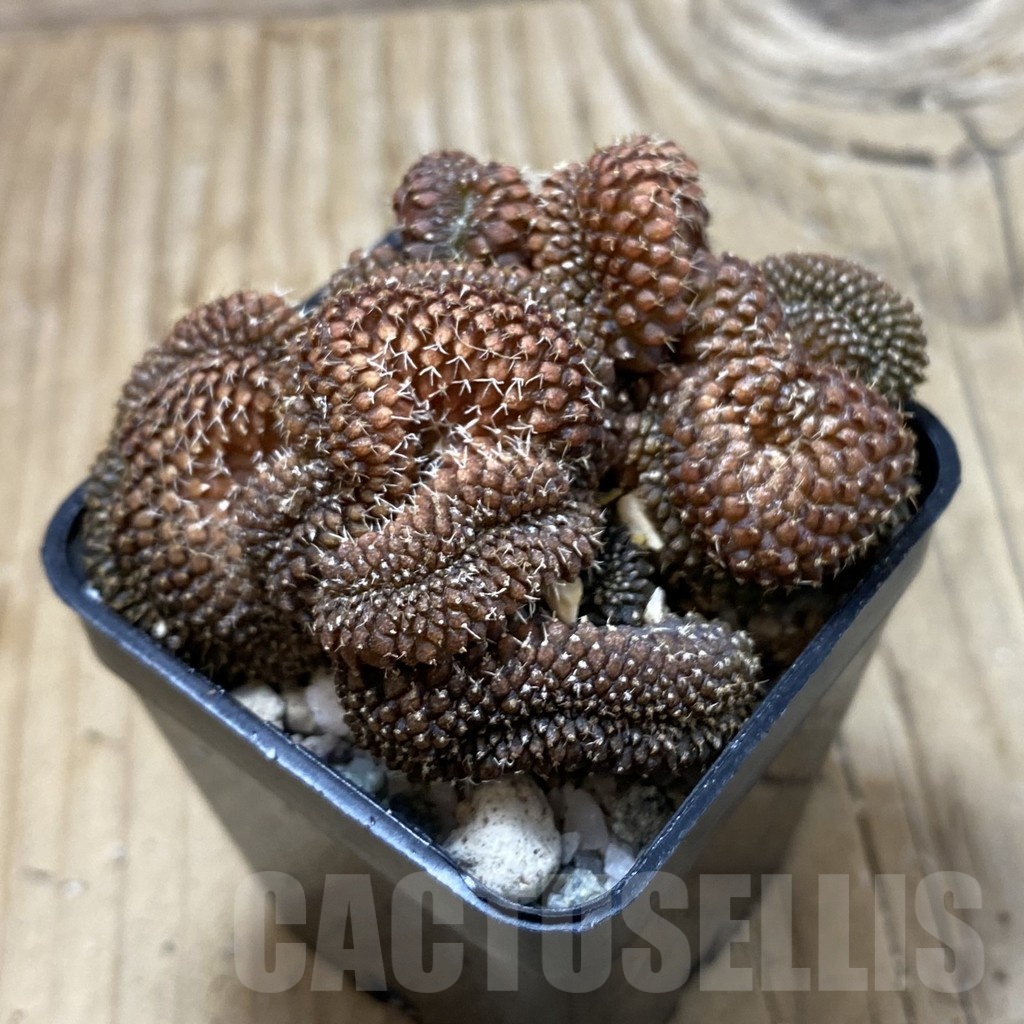 SH19953 Gymnocalycium sp. f. cristata - Image 2