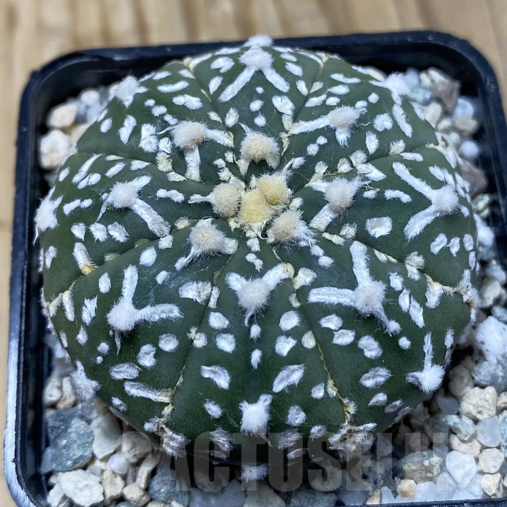 SH19954 Astrophytum asterias ‘Super Kabuto’ V-type f. nudum