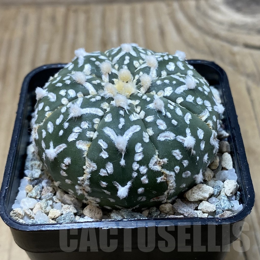 SH19954 Astrophytum asterias ‘Super Kabuto’ V-type f. nudum - Image 2