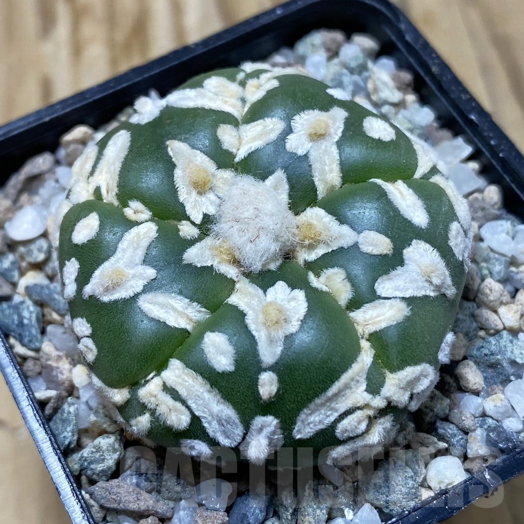 SH19932 Astrophytum asterias ‘Super Kabuto' V-type, 5-ribs