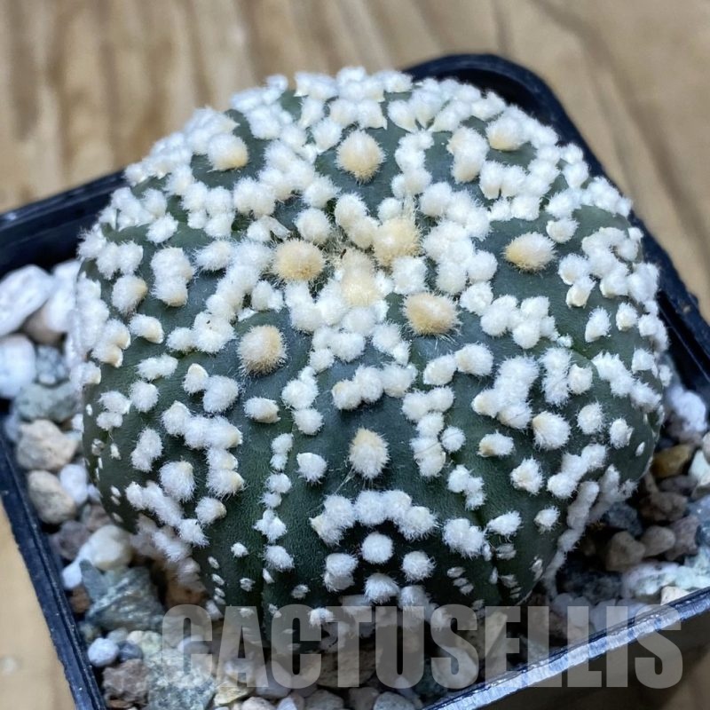 SH19956 Astrophytum asterias ‘Hanazono’