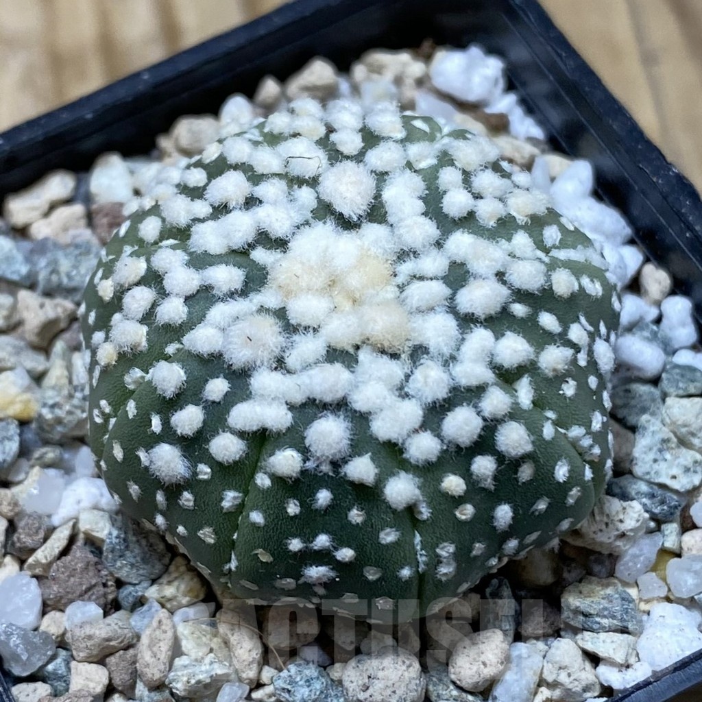 SH19957 Astrophytum asterias ‘Hanazono’