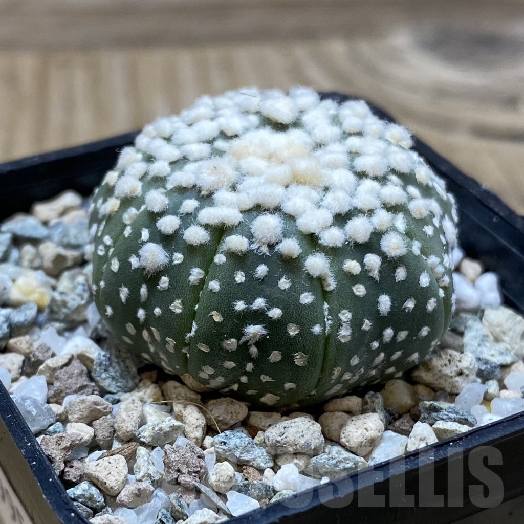 SH19957 Astrophytum asterias ‘Hanazono’ - immagine 2