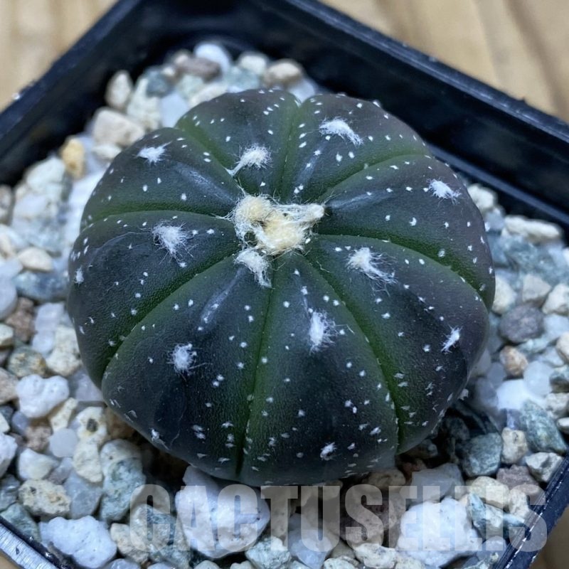 SH19958 Astrophytum asterias ‘Purple Skin’