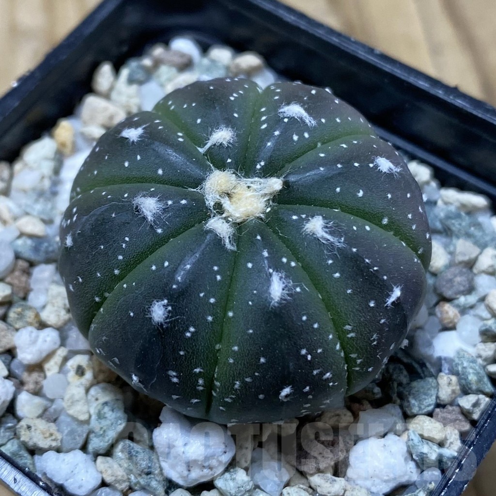 SH19958 Astrophytum asterias ‘Purple Skin’