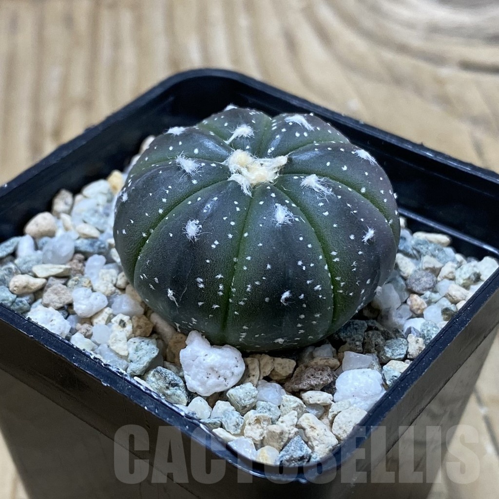 SH19958 Astrophytum asterias ‘Purple Skin’ - immagine 2