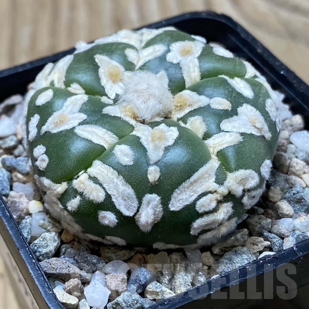 SH19932 Astrophytum asterias ‘Super Kabuto' V-type, 5-ribs - immagine 2