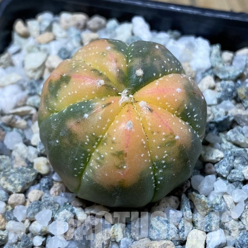SH19959 Astrophytum asterias ‘Red Purple Skin’ f. variegata