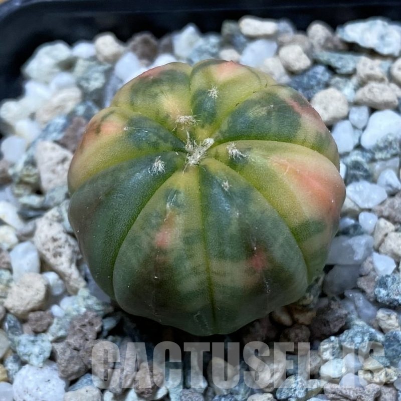 SH19960 Astrophytum asterias ‘Red Purple Skin’ f. variegata