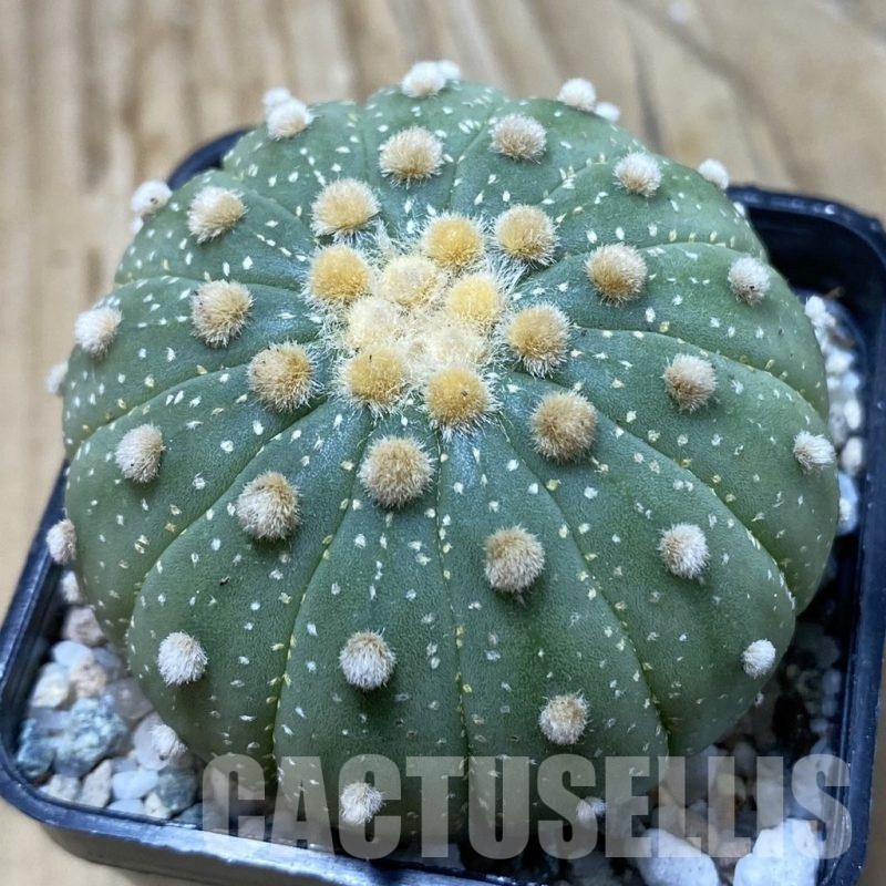 SH19961 Astrophytum asterias f. multicostatum