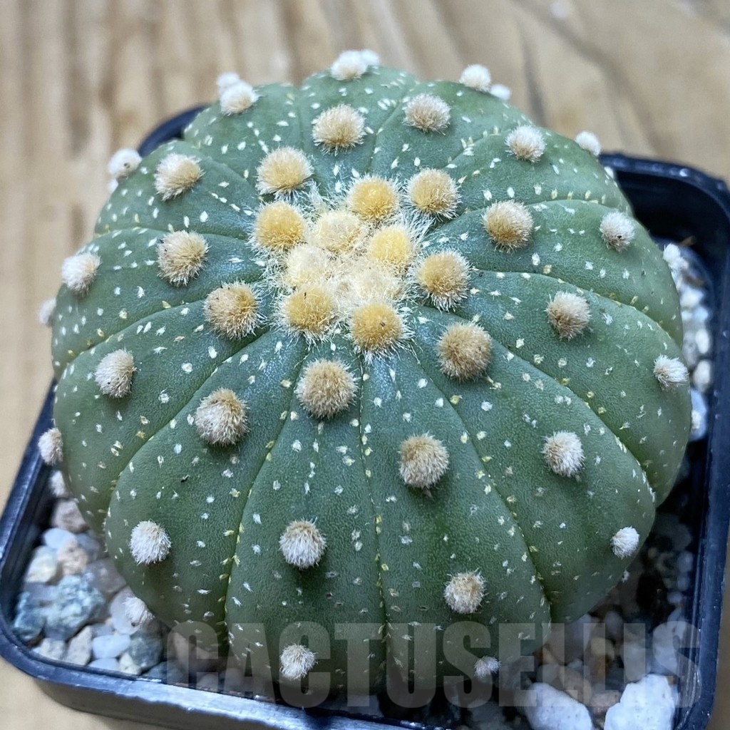 SH19961 Astrophytum asterias f. multicostatum