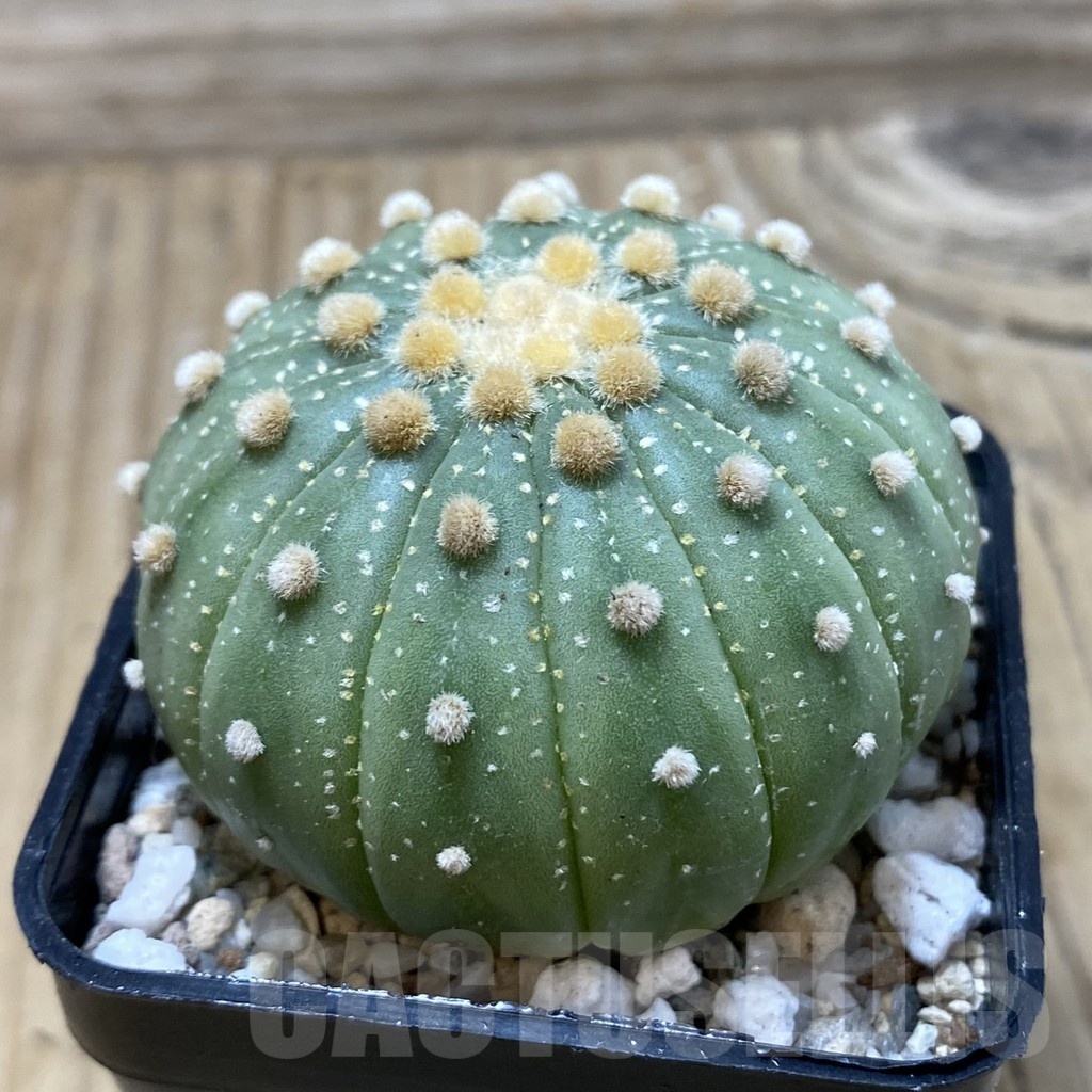 SH19961 Astrophytum asterias f. multicostatum - immagine 2