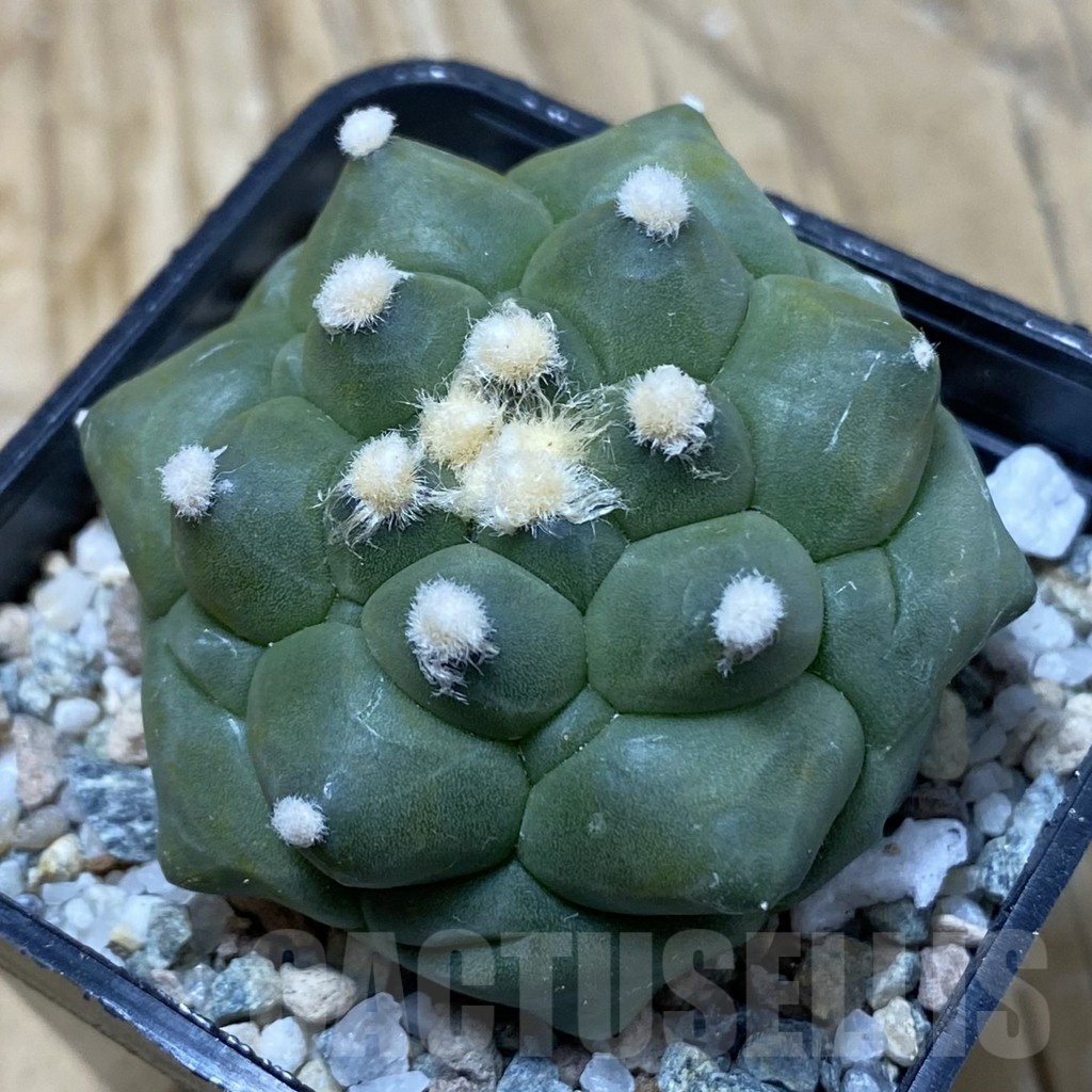 SH19962 Astrophytum asterias ‘Kikko'