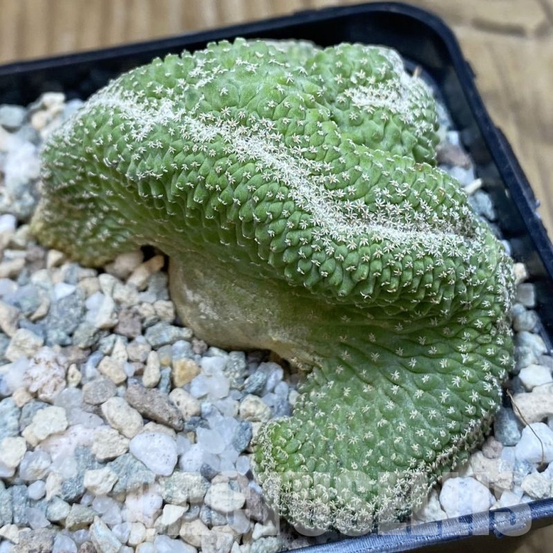 SH20034 Strombocactus disciformis f. cristata, own roots
