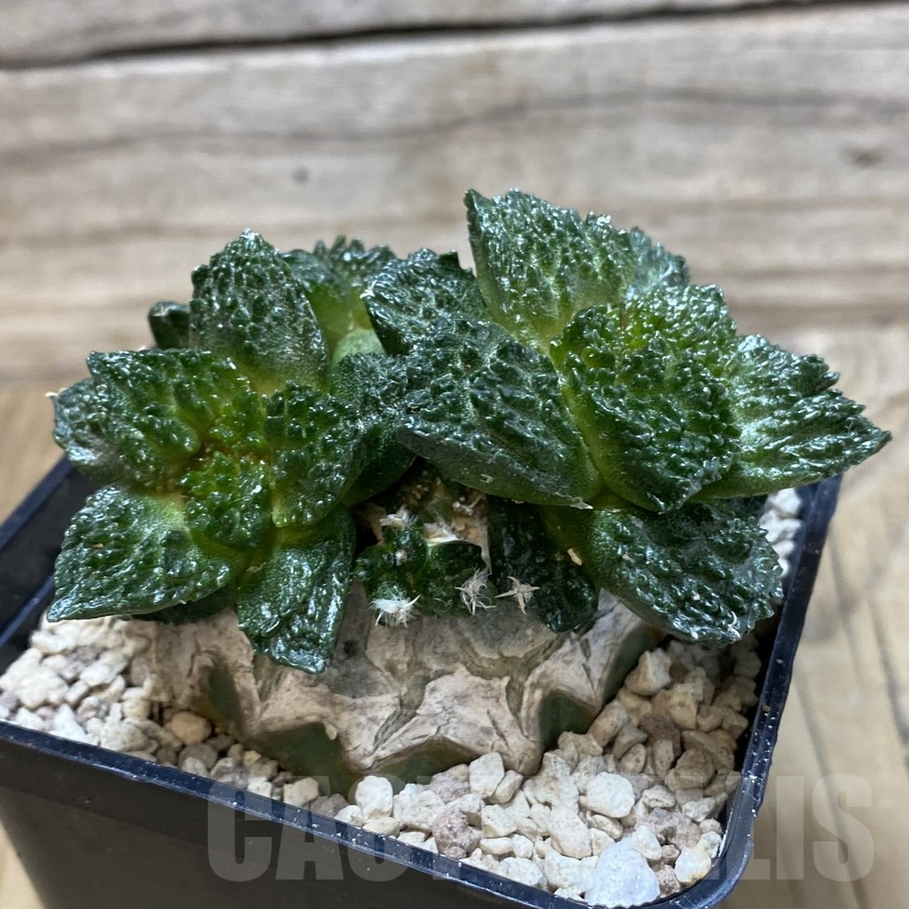 SH20035 Ariocarpus fissuratus ‘Godzilla’, grafted - Image 2