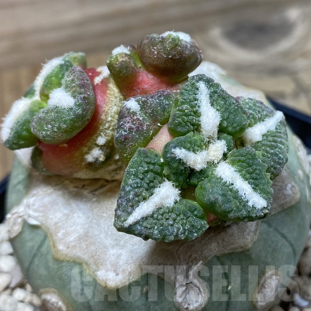 SH20038 Ariocarpus kotschoubeyanus v. elephantidens ‘Oibo’, gtafted - Image 2