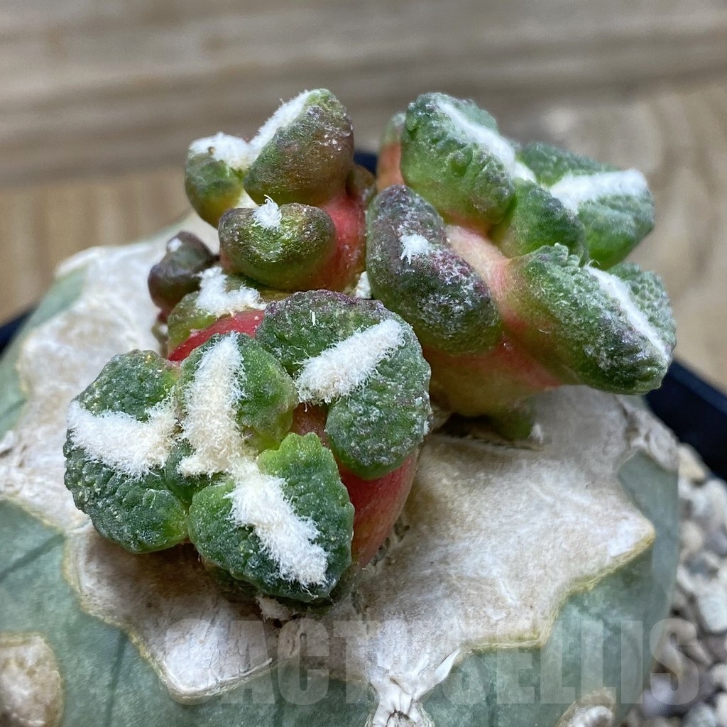 SH20038 Ariocarpus kotschoubeyanus v. elephantidens ‘Oibo’, gtafted