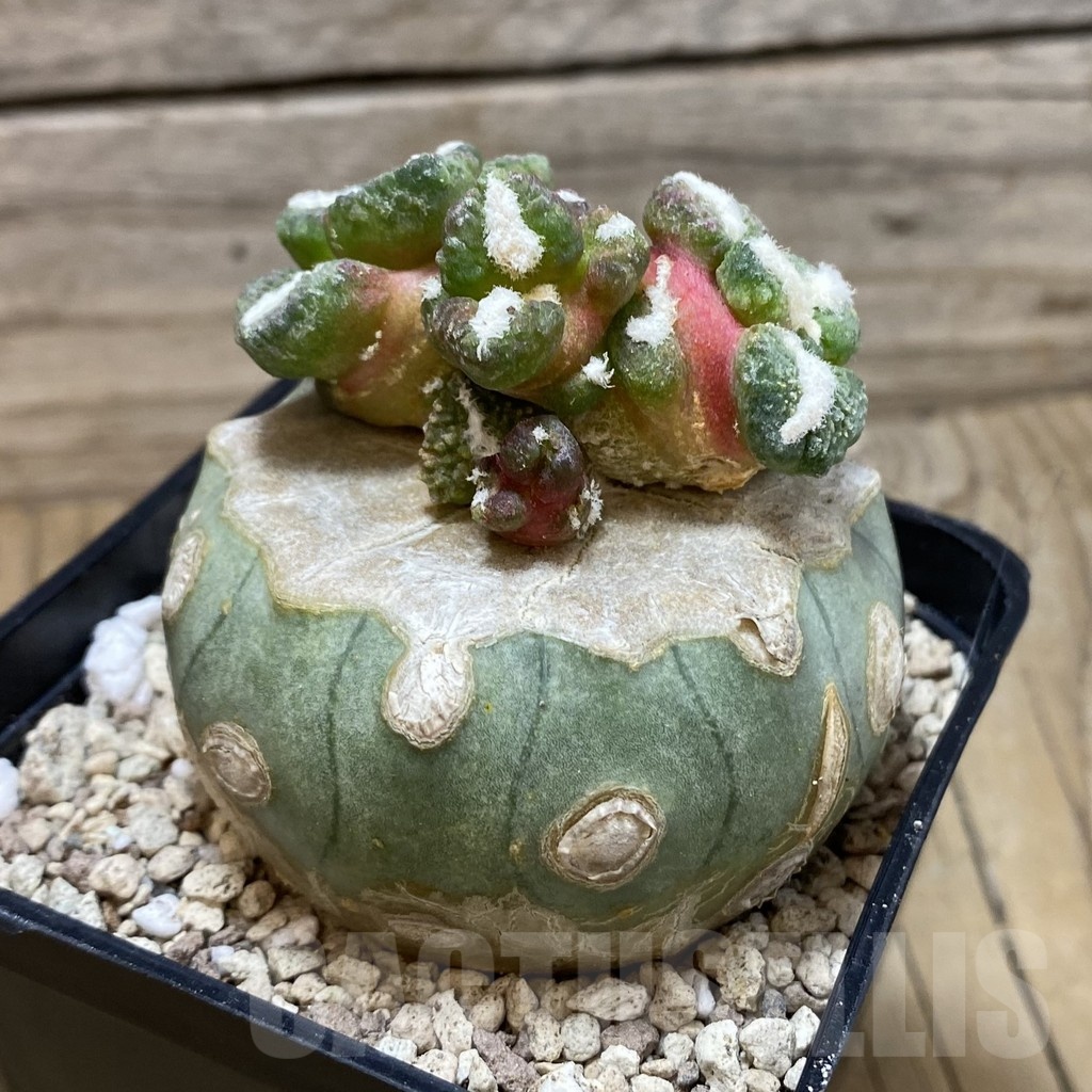 SH20038 Ariocarpus kotschoubeyanus v. elephantidens ‘Oibo’, gtafted - Image 3