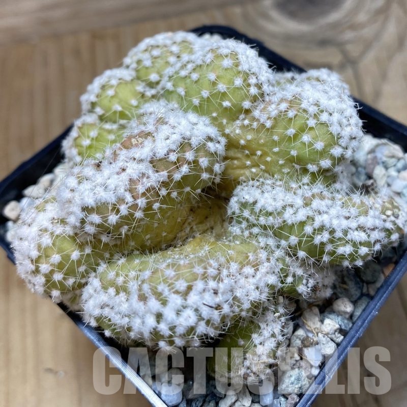 SH20043 Echinopsis subdenudata f. cristata