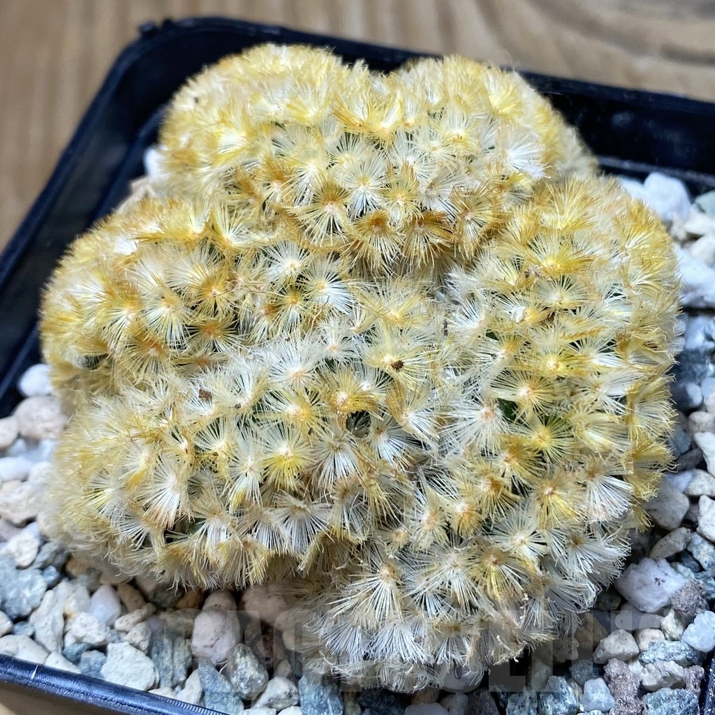 SH20044 Mammillaria carmenae f. cristata