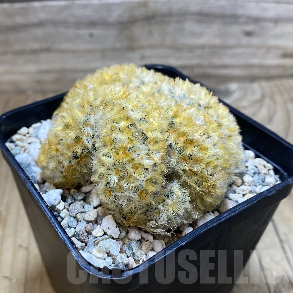 SH20044 Mammillaria carmenae f. cristata - Image 2