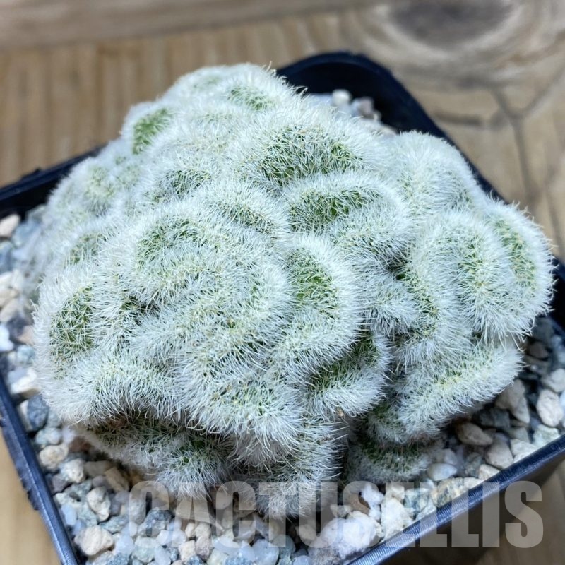 SH20048 Mammillaria geminispina f. cristata