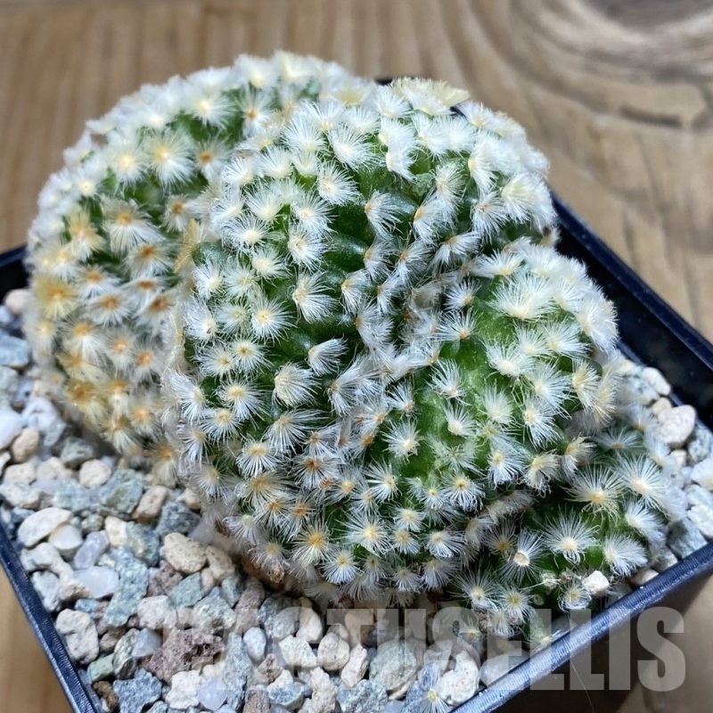 SH20049 Mammillaria carmenae f. cristata