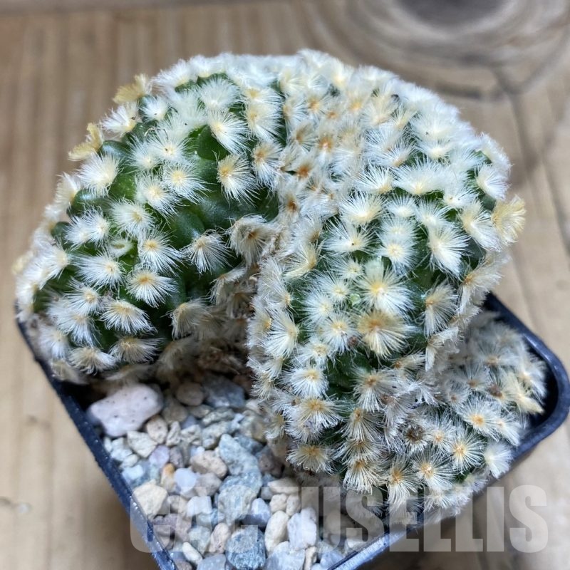 SH20050 Mammillaria carmenae f. cristata