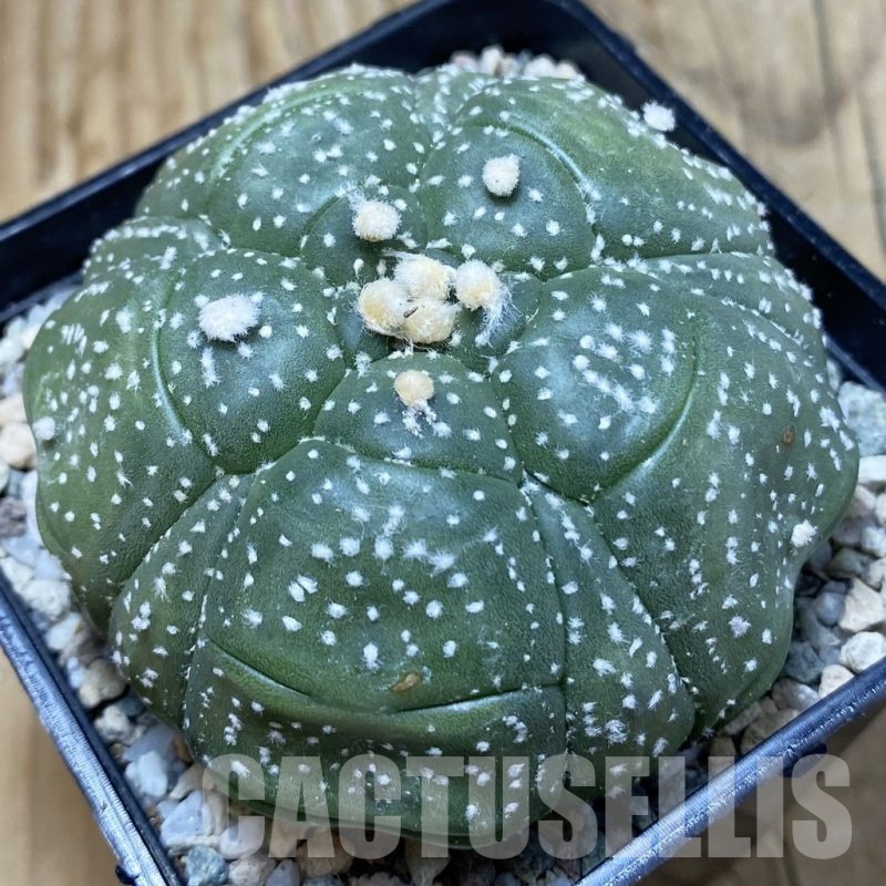 SH20052 Astrophytum asterias ‘Kikko' , 5 ribs