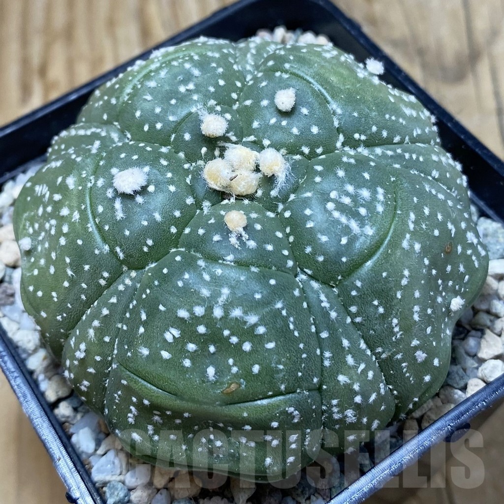 SH20052 Astrophytum asterias ‘Kikko' , 5 ribs