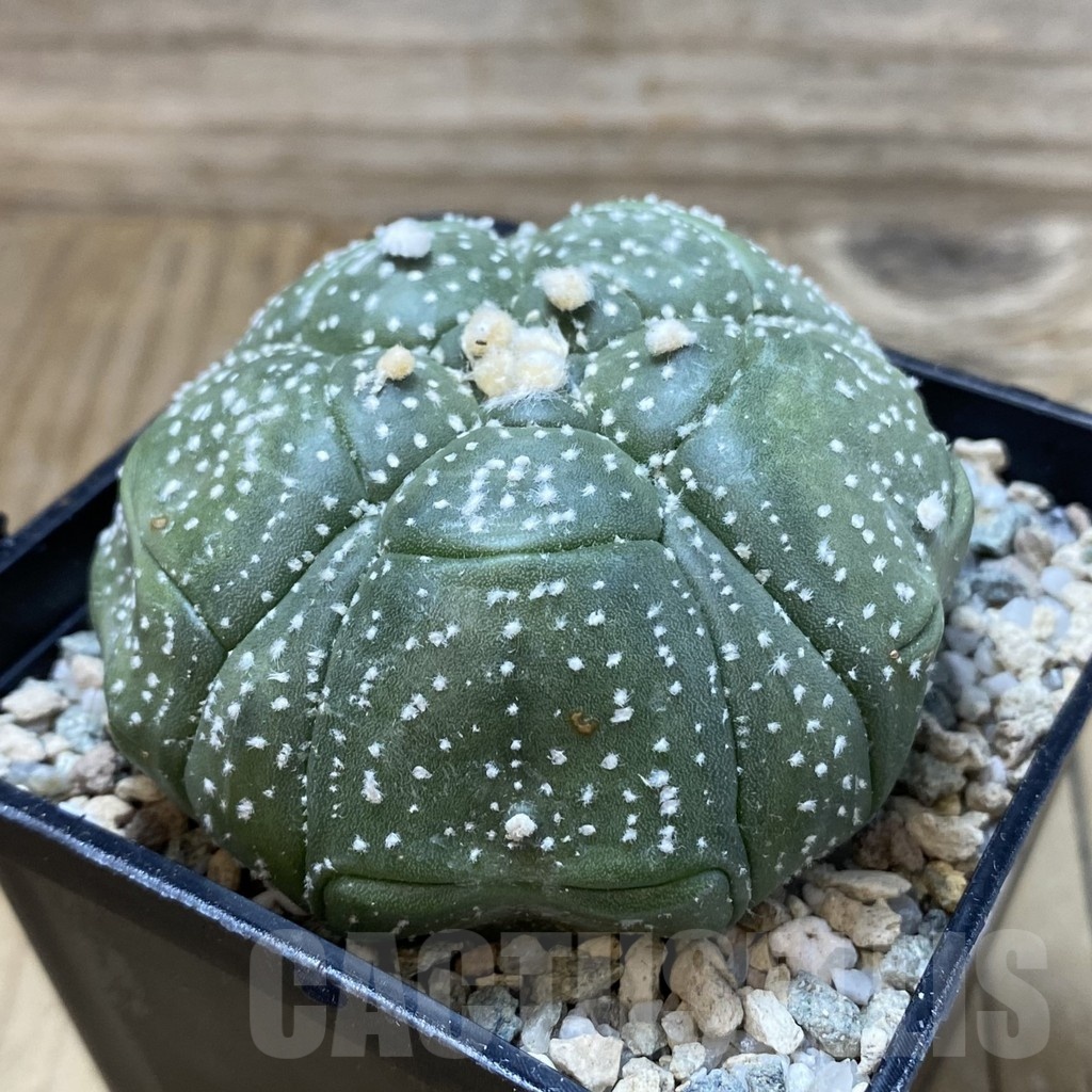 SH20052 Astrophytum asterias ‘Kikko' , 5 ribs - Зображення 2