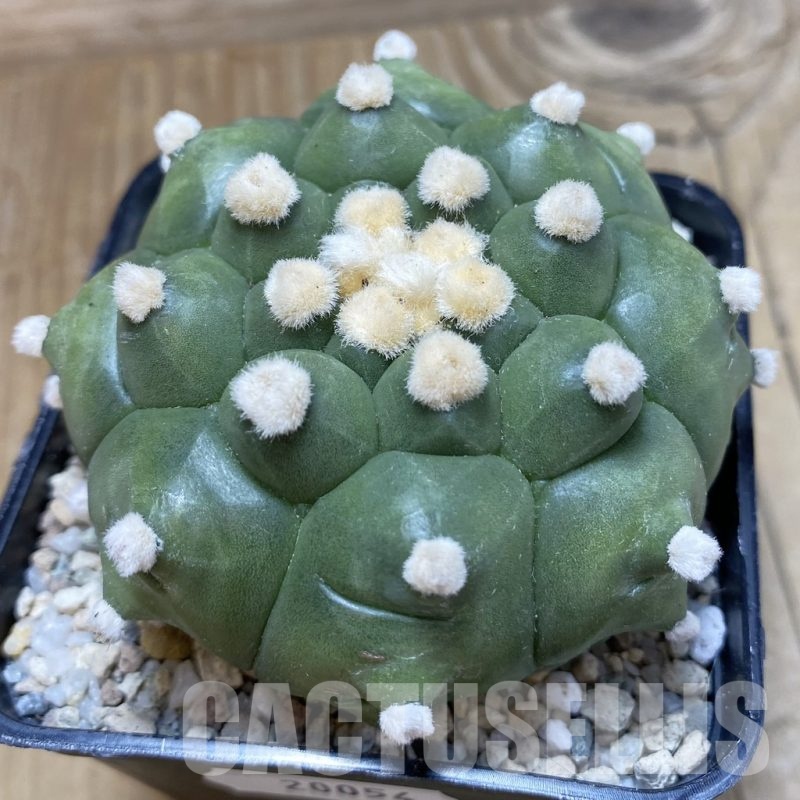 SH20054 Astrophytum asterias ‘Kikko'