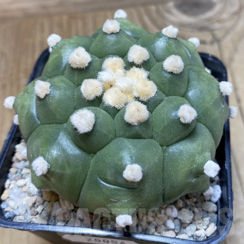 SH20054 Astrophytum asterias ‘Kikko'