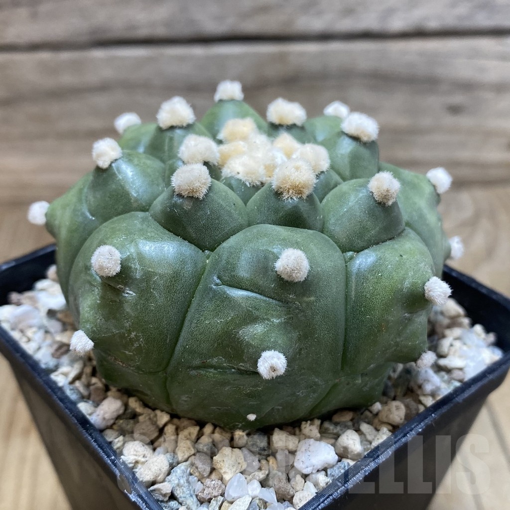 SH20054 Astrophytum asterias ‘Kikko' - Image 2