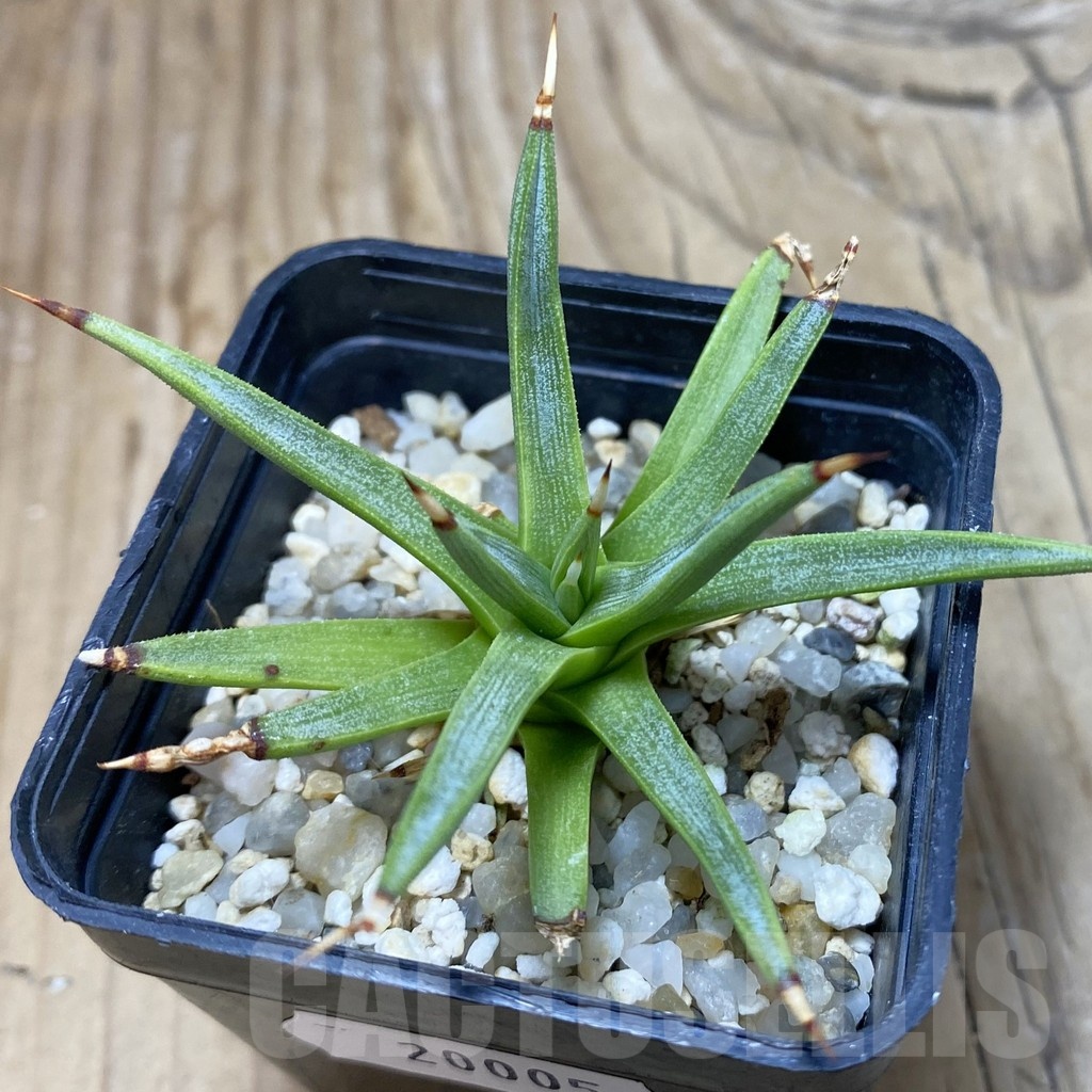 SH20005 Agave albopilosa - immagine 2