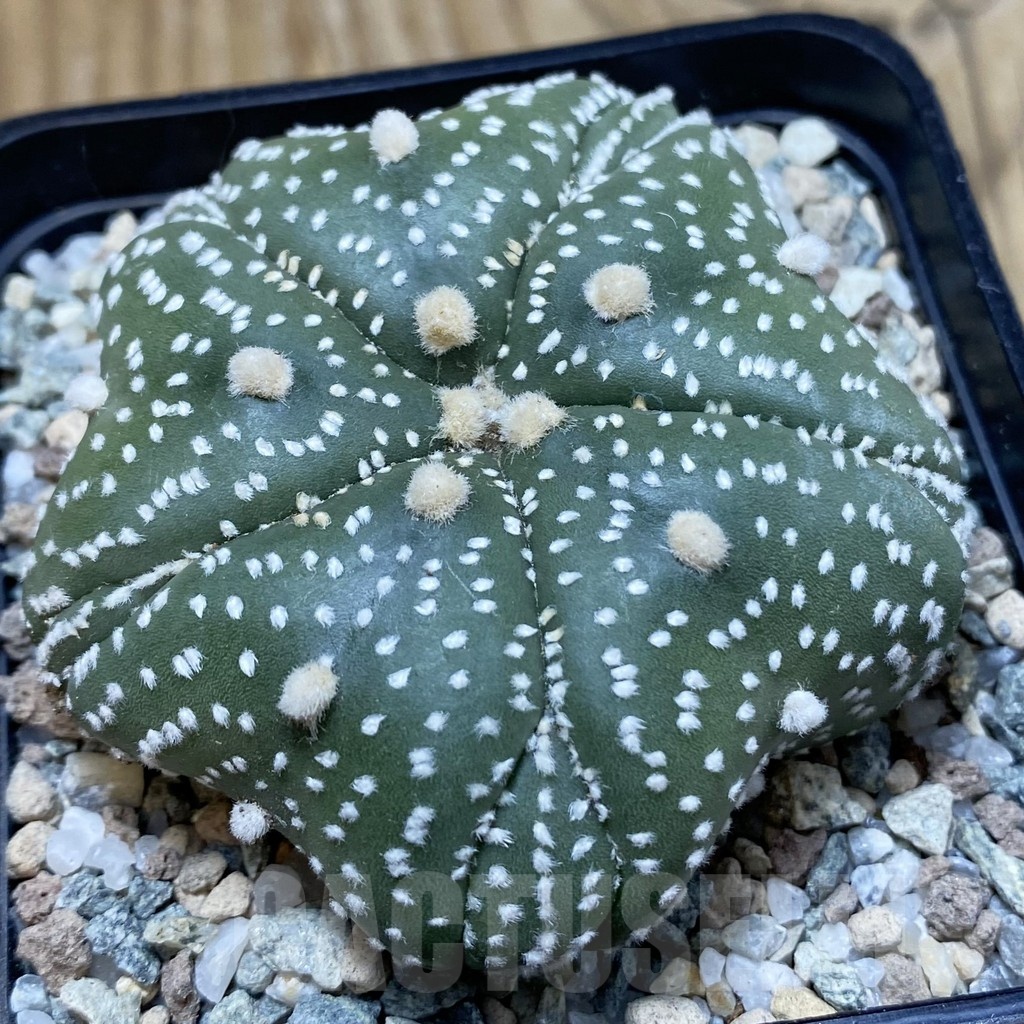 SH20055 Astrophytum asterias ‘Kikko', 5-ribs
